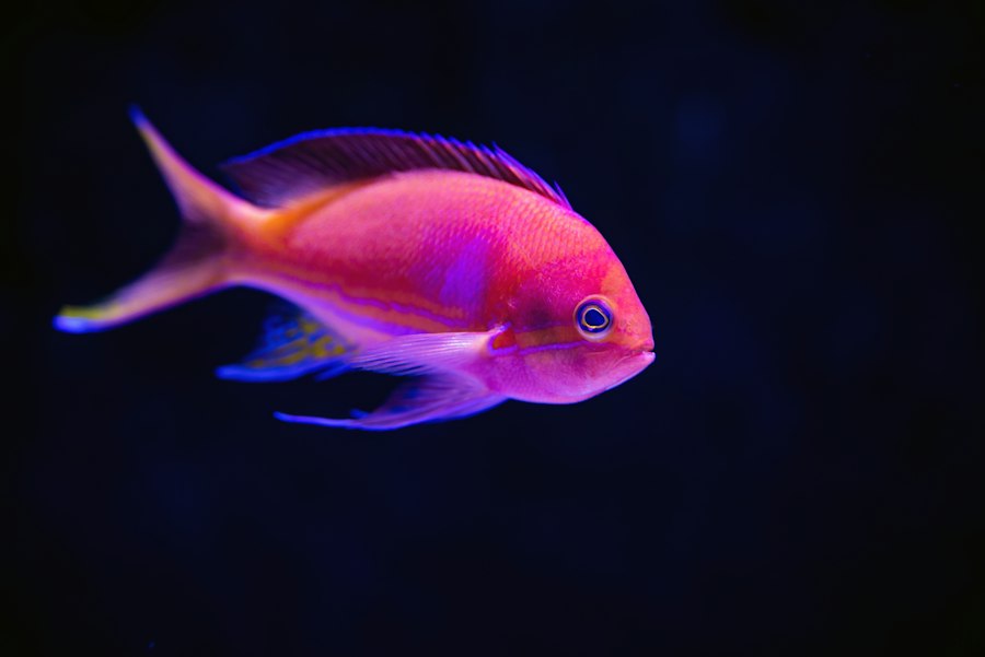 Aquarium with tropical fish
