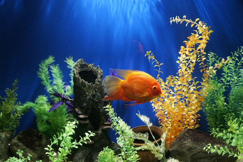 Aquarium doctor