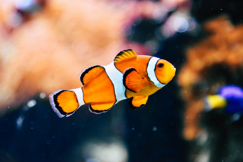 Healthy fish